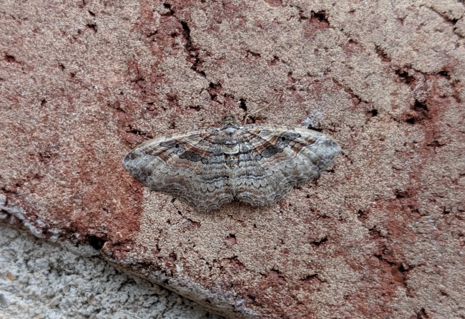 A nice carpet moth_20190828.jpg